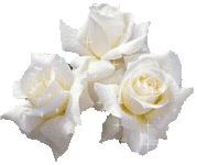 3 weiße Rosen